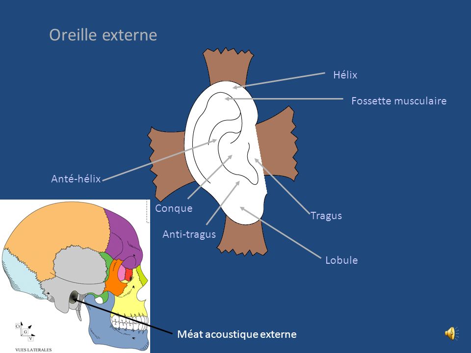 Oreille externe Hélix Fossette musculaire Anté-hélix Conque Tragus