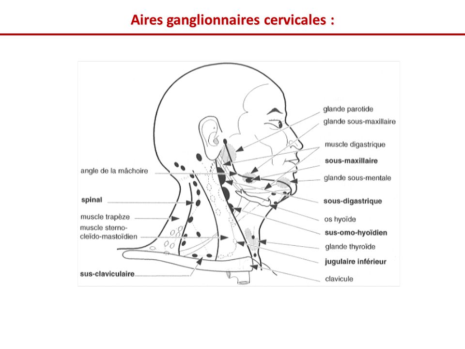 Aires ganglionnaires cervicales :