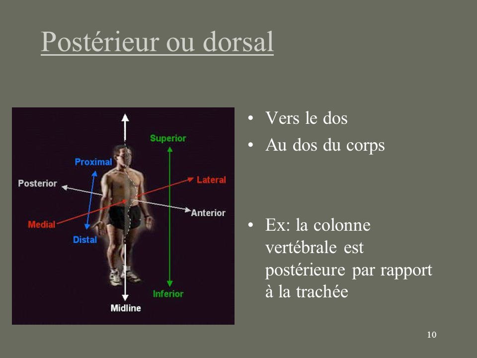 Postérieur ou dorsal Vers le dos Au dos du corps