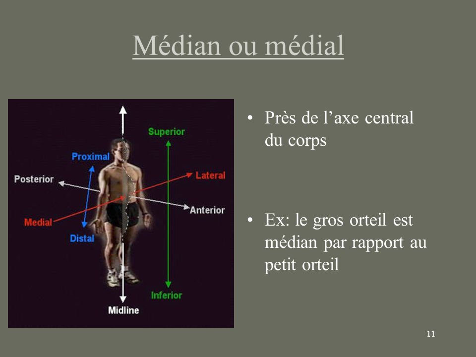 Médian ou médial Près de l’axe central du corps