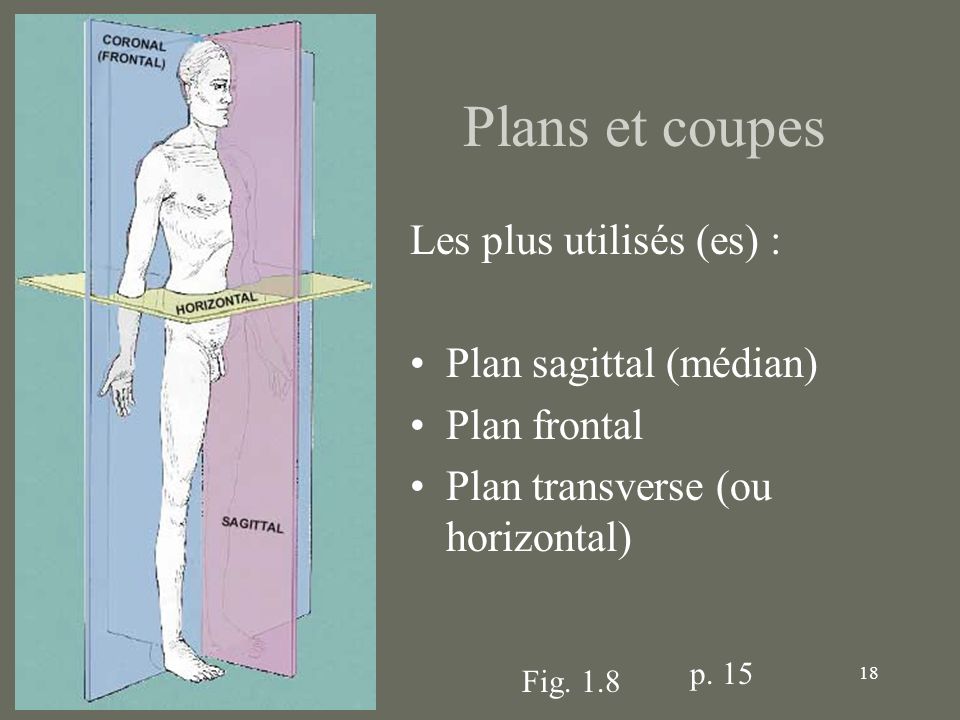 Plans et coupes Les plus utilisés (es) : Plan sagittal (médian)