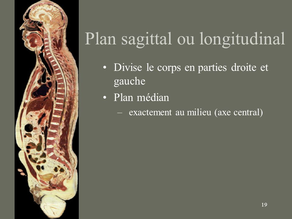 Plan sagittal ou longitudinal