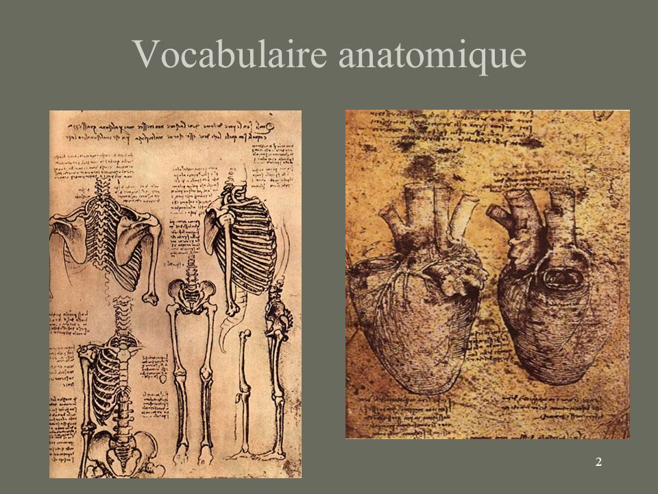 Vocabulaire anatomique