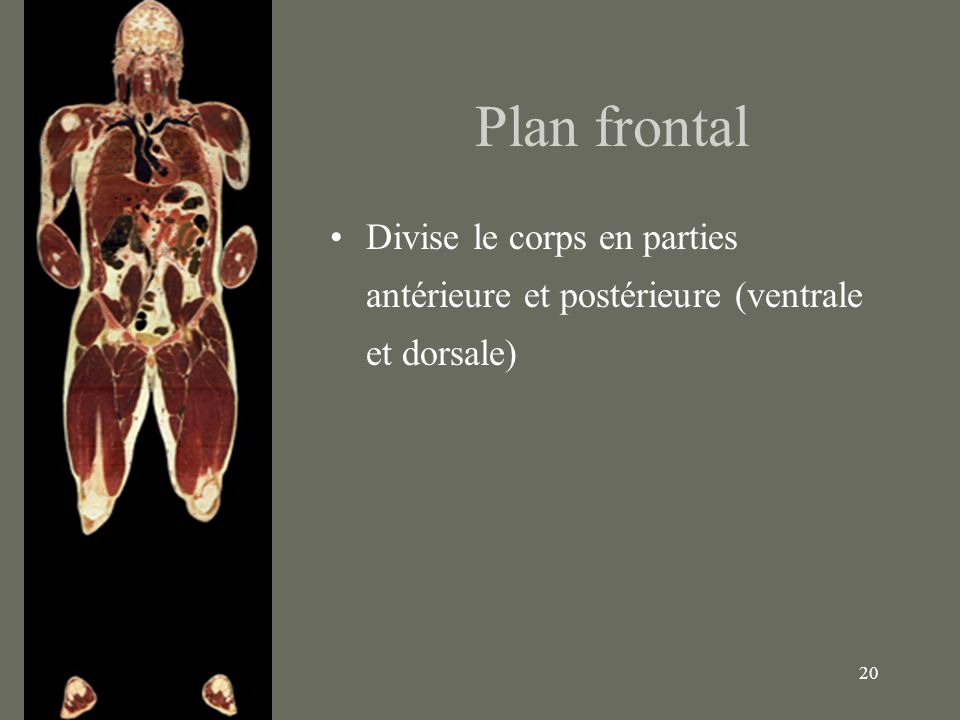 Plan frontal Divise le corps en parties antérieure et postérieure (ventrale et dorsale)