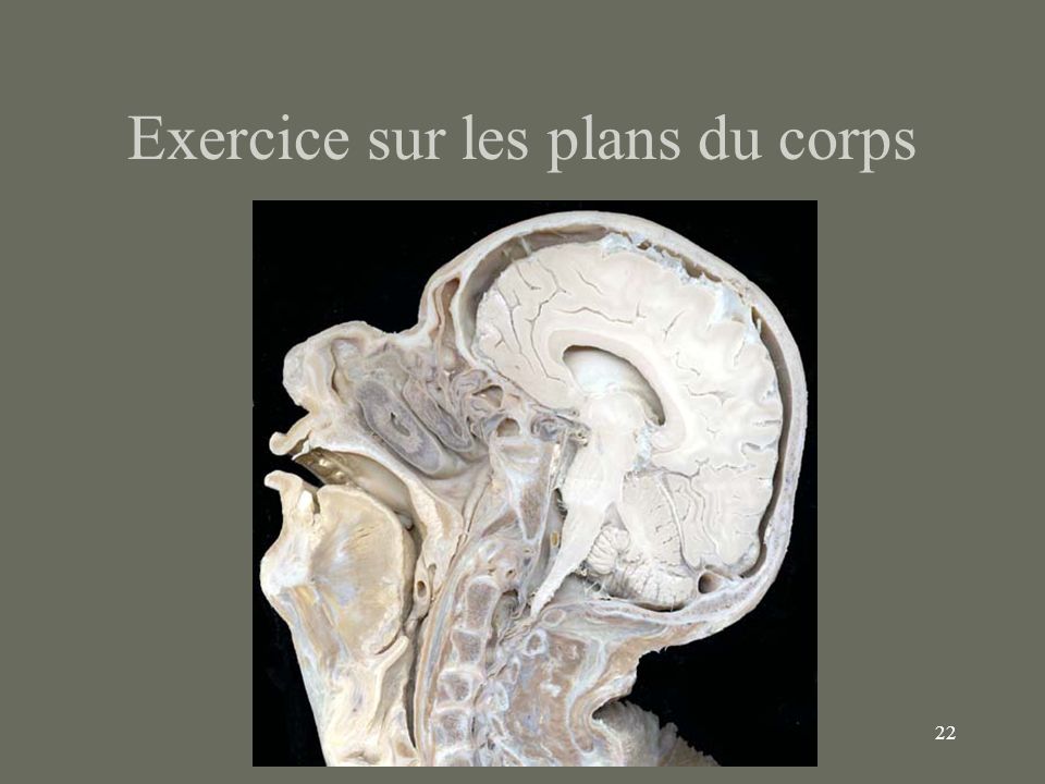 Exercice sur les plans du corps