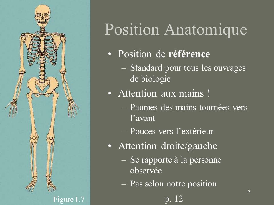 Position Anatomique Position de référence Attention aux mains !