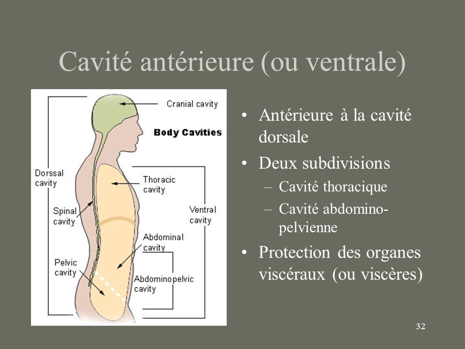 Cavité antérieure (ou ventrale)