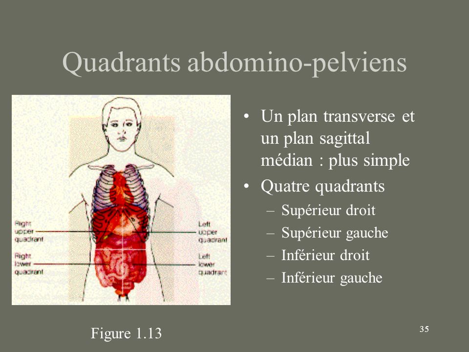 Quadrants abdomino-pelviens