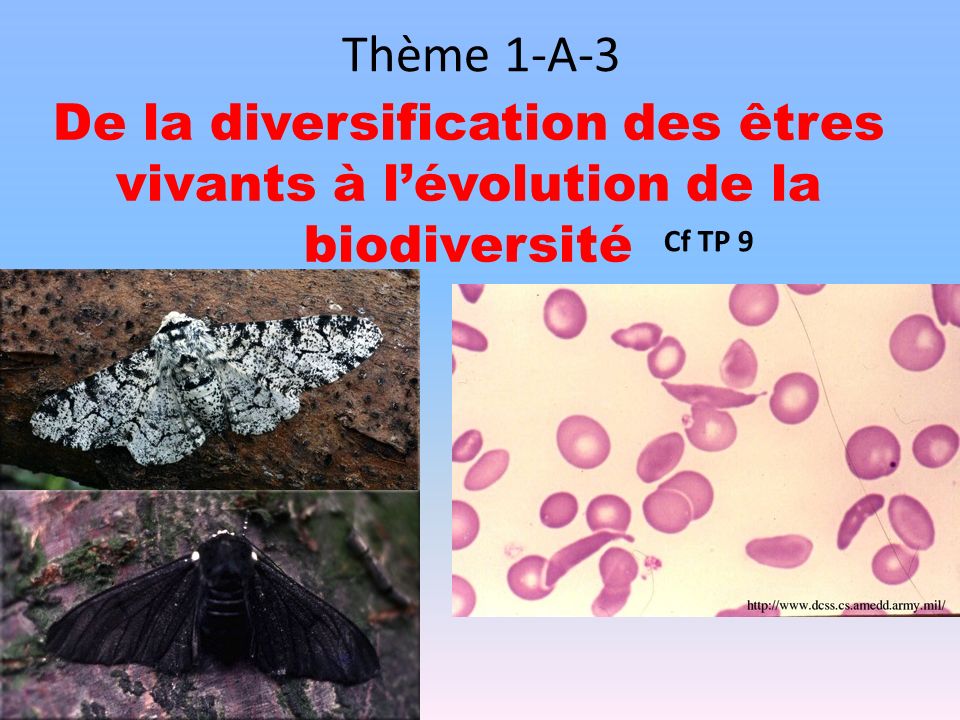 Thème 1-A-3 De la diversification des êtres vivants à l’évolution de la biodiversité Cf TP 9