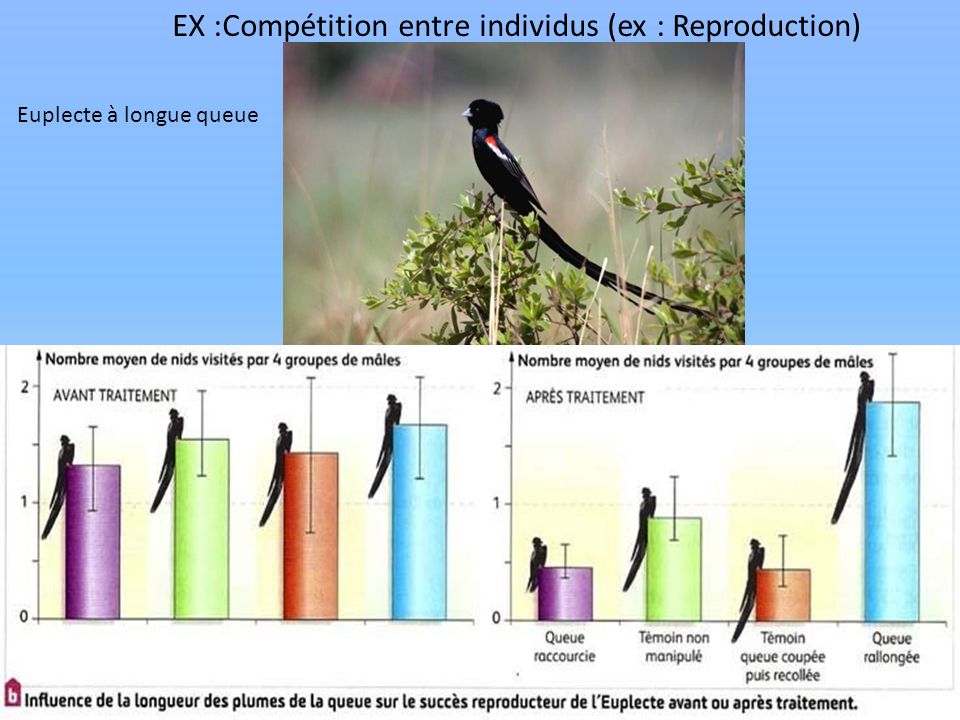 EX :Compétition entre individus (ex : Reproduction)