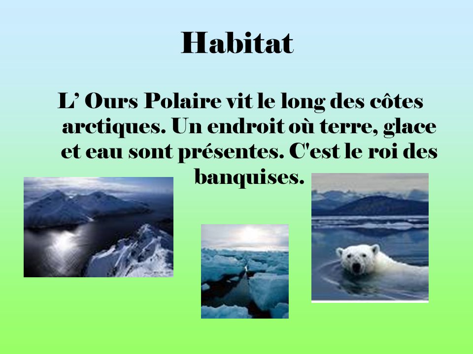 Habitat L’ Ours Polaire vit le long des côtes arctiques.