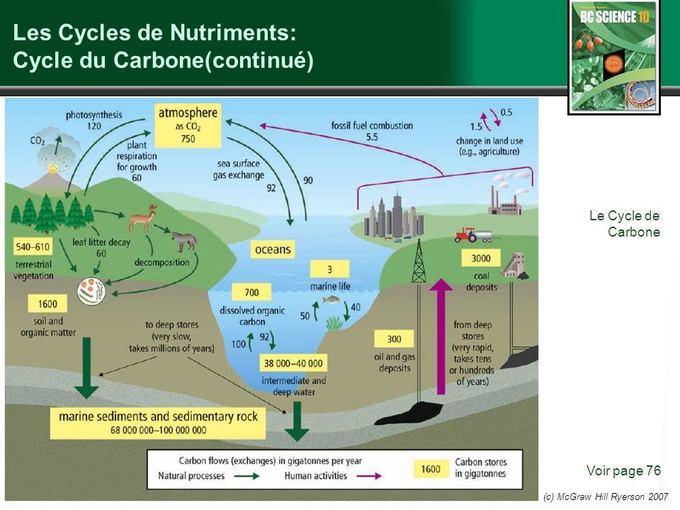 Les Cycles de Nutriments: Cycle du Carbone(continué)