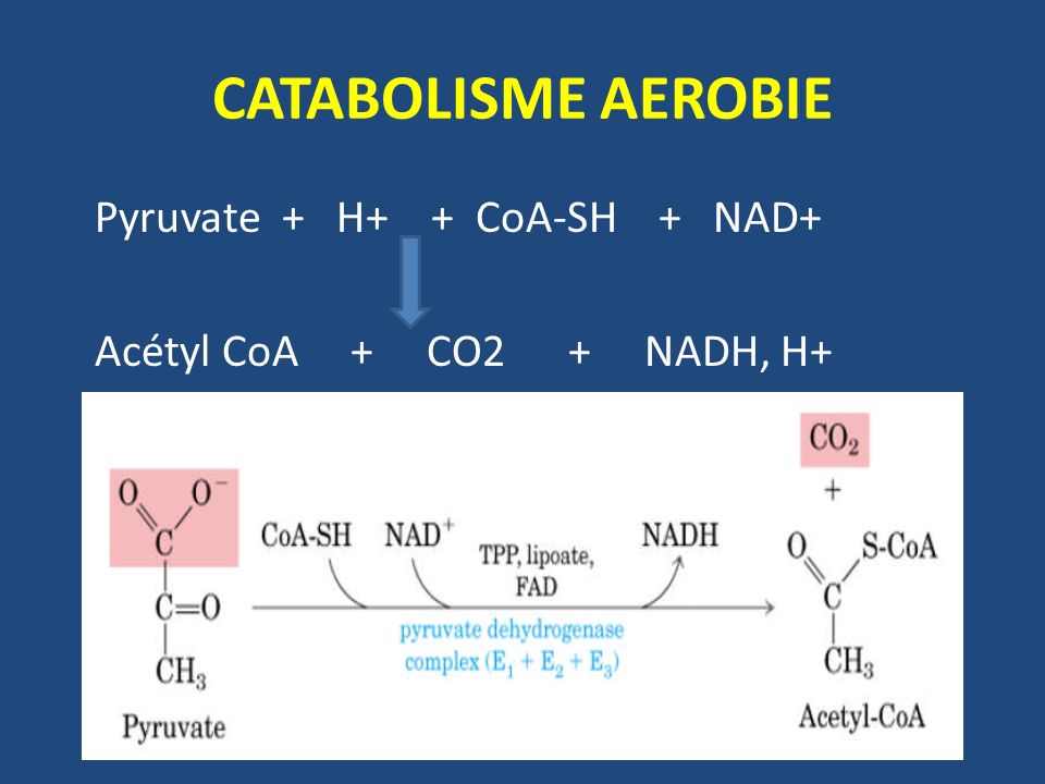 CATABOLISME AEROBIE Pyruvate + H+ + CoA-SH + NAD+ Acétyl CoA + CO2 + NADH, H+