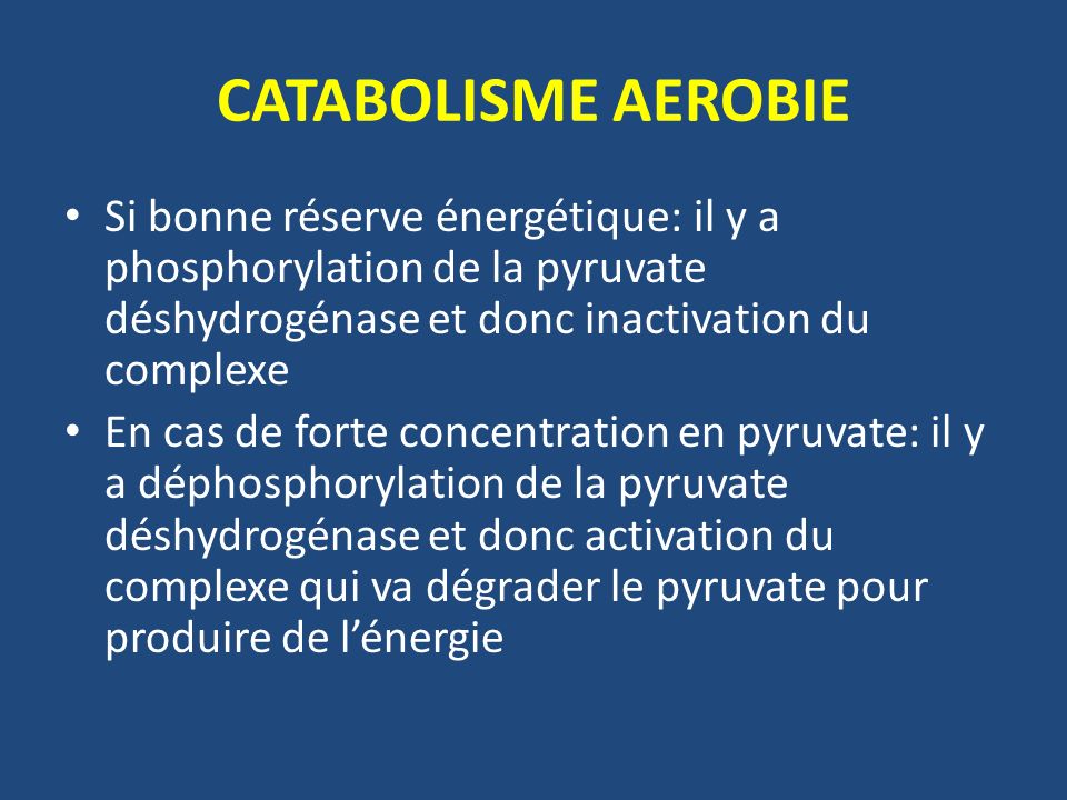 CATABOLISME AEROBIE Si bonne réserve énergétique: il y a phosphorylation de la pyruvate déshydrogénase et donc inactivation du complexe.