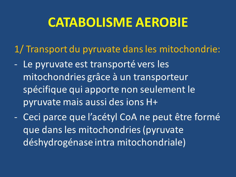 CATABOLISME AEROBIE 1/ Transport du pyruvate dans les mitochondrie: