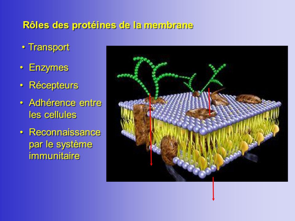 Rôles des protéines de la membrane
