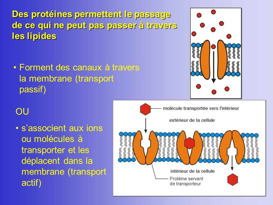 Des protéines permettent le passage de ce qui ne peut pas passer à travers les lipides