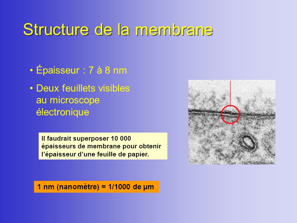 Structure de la membrane