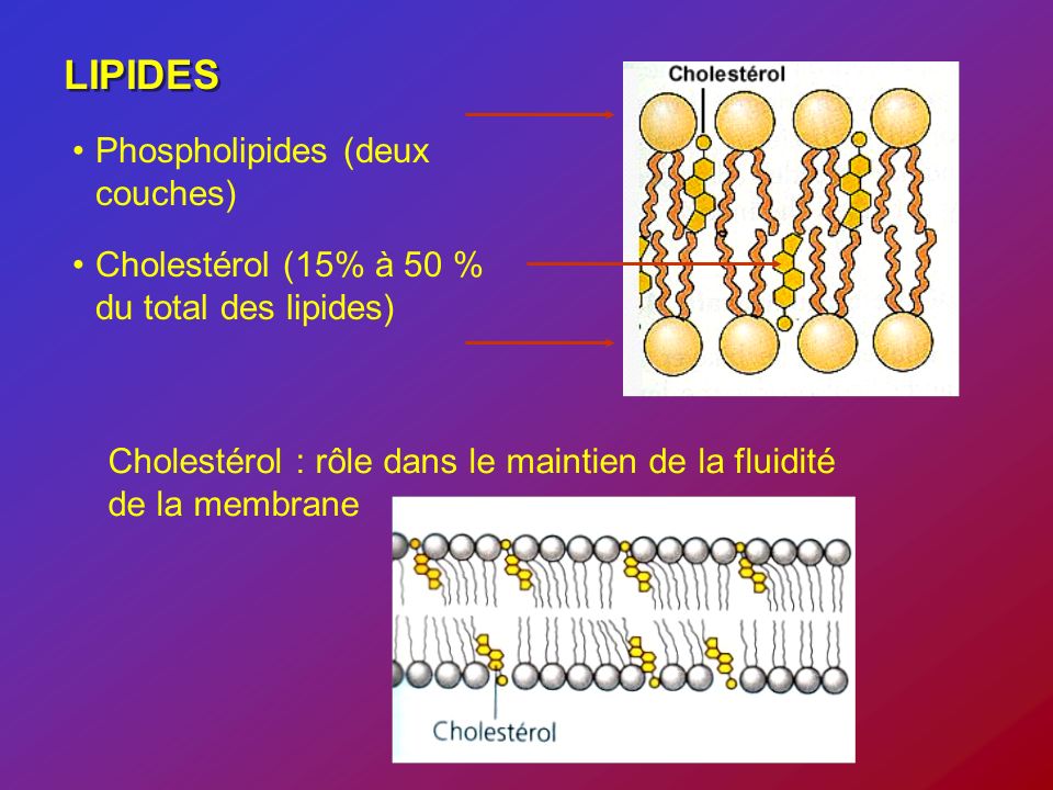 LIPIDES Phospholipides (deux couches)