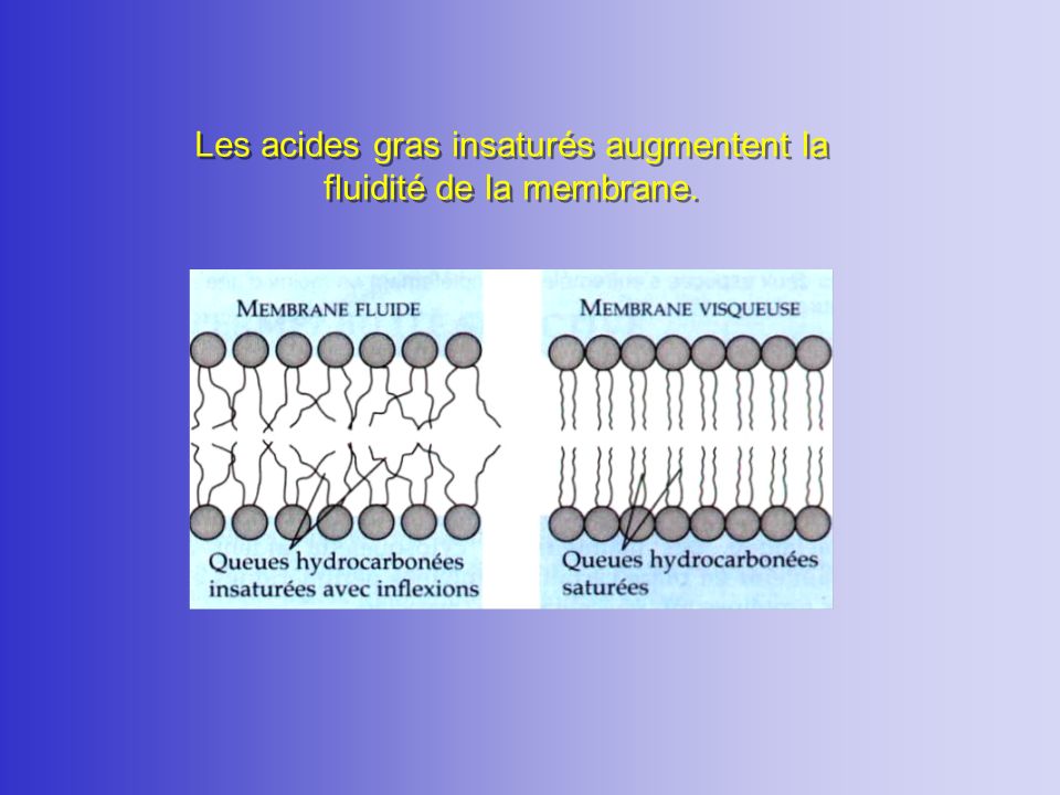 Les acides gras insaturés augmentent la fluidité de la membrane.