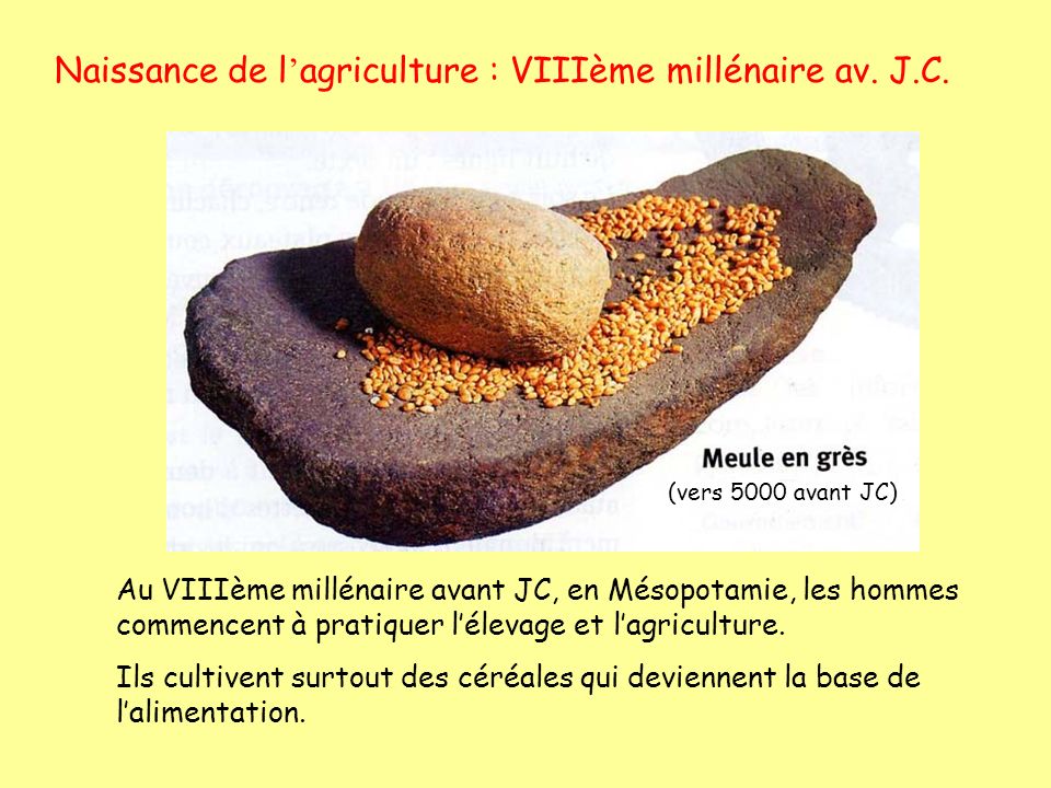 Naissance de l’agriculture : VIIIème millénaire av. J.C.