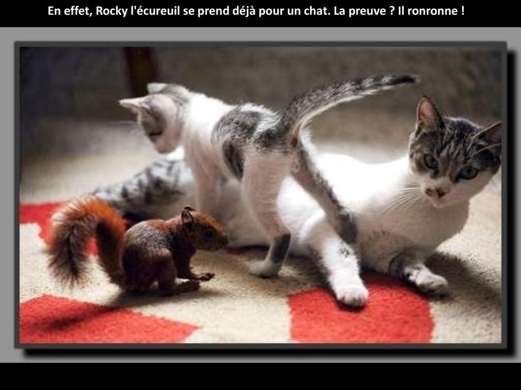 En effet, Rocky l écureuil se prend déjà pour un chat. La preuve