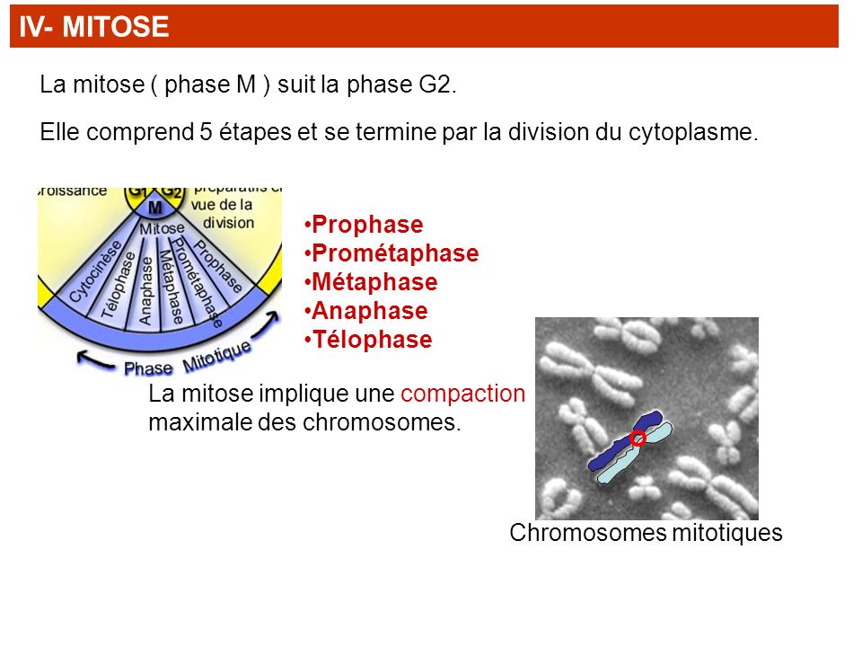 IV- MITOSE La mitose ( phase M ) suit la phase G2.