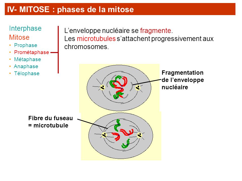 IV- MITOSE : phases de la mitose