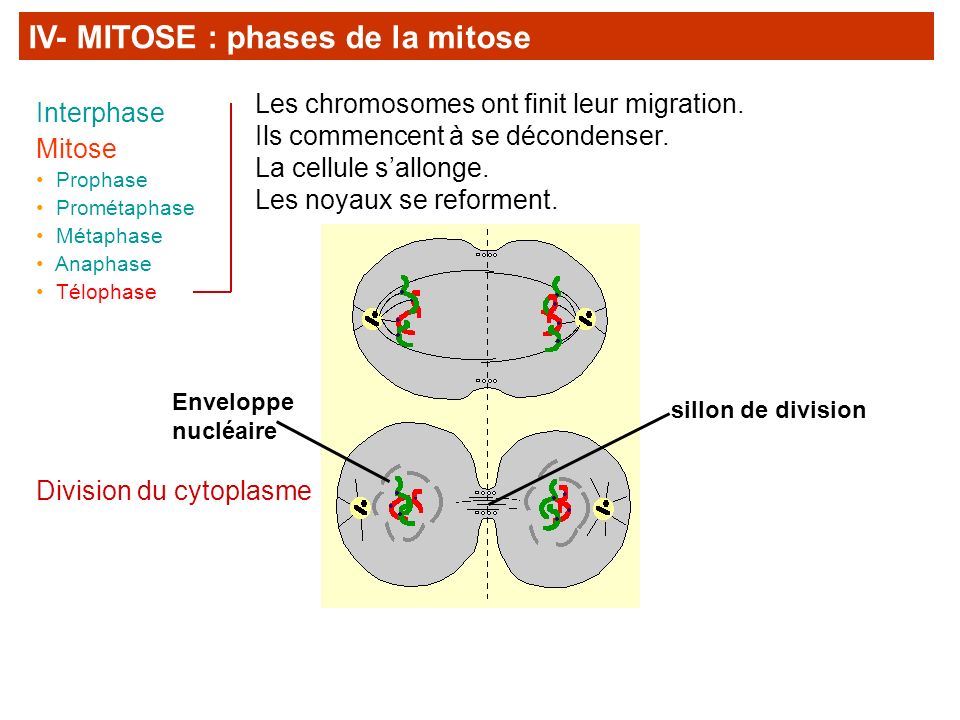 IV- MITOSE : phases de la mitose