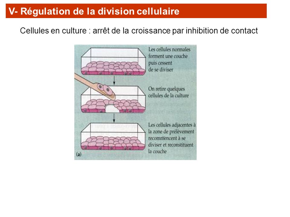 V- Régulation de la division cellulaire