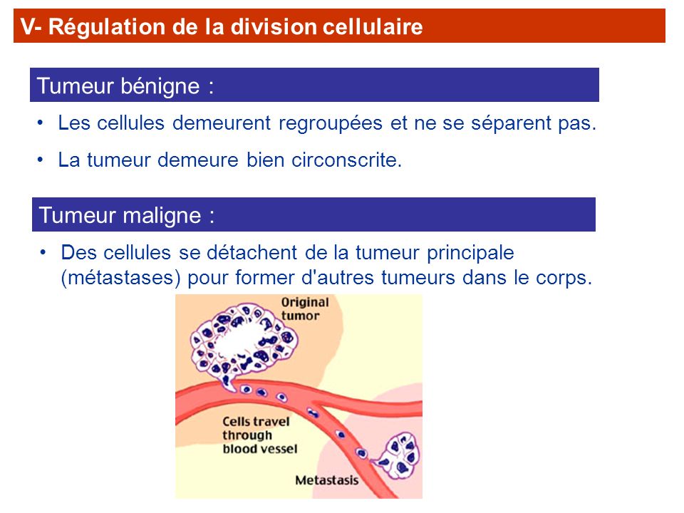 V- Régulation de la division cellulaire