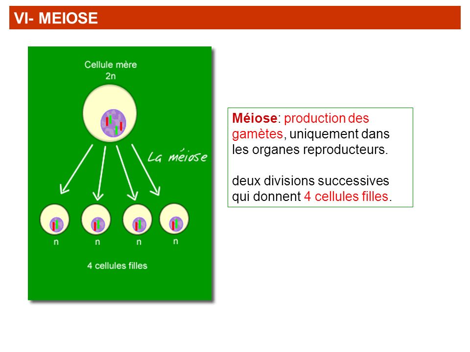 VI- MEIOSE Méiose: production des gamètes, uniquement dans les organes reproducteurs.