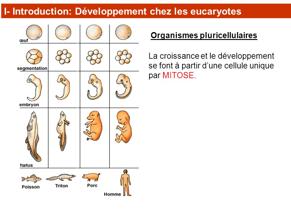 I- Introduction: Développement chez les eucaryotes