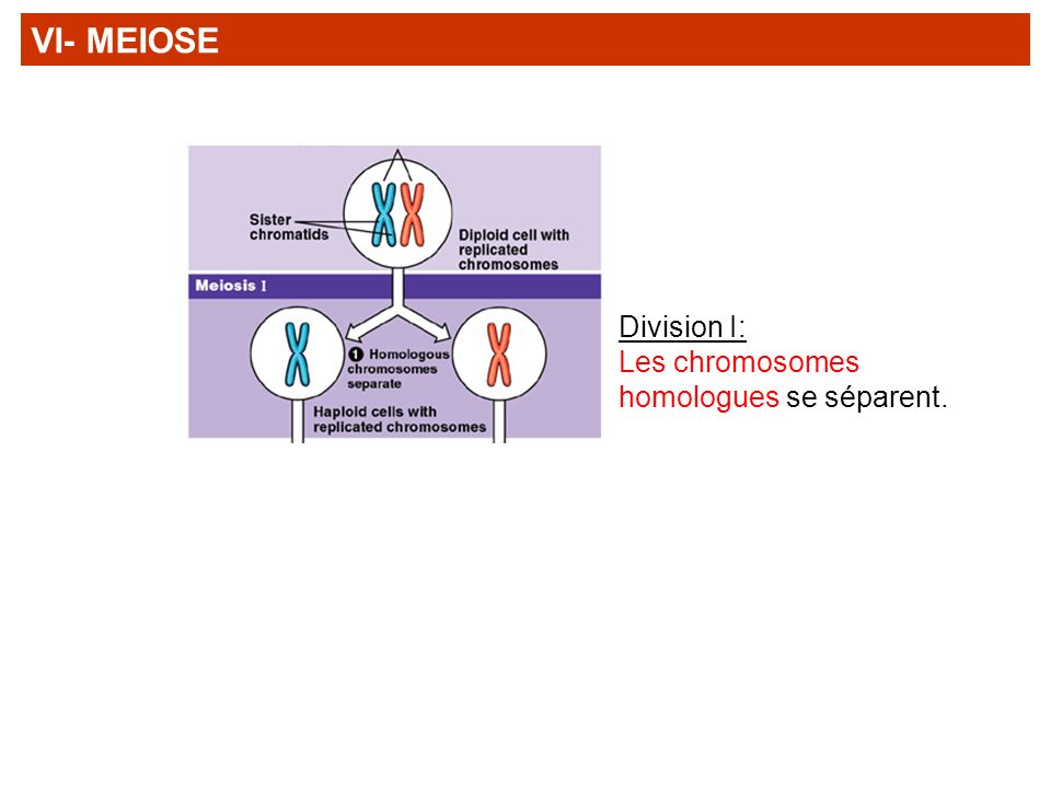 VI- MEIOSE Division I: Les chromosomes homologues se séparent.