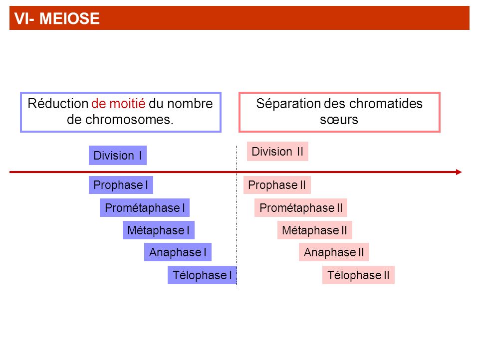 VI- MEIOSE Réduction de moitié du nombre de chromosomes.
