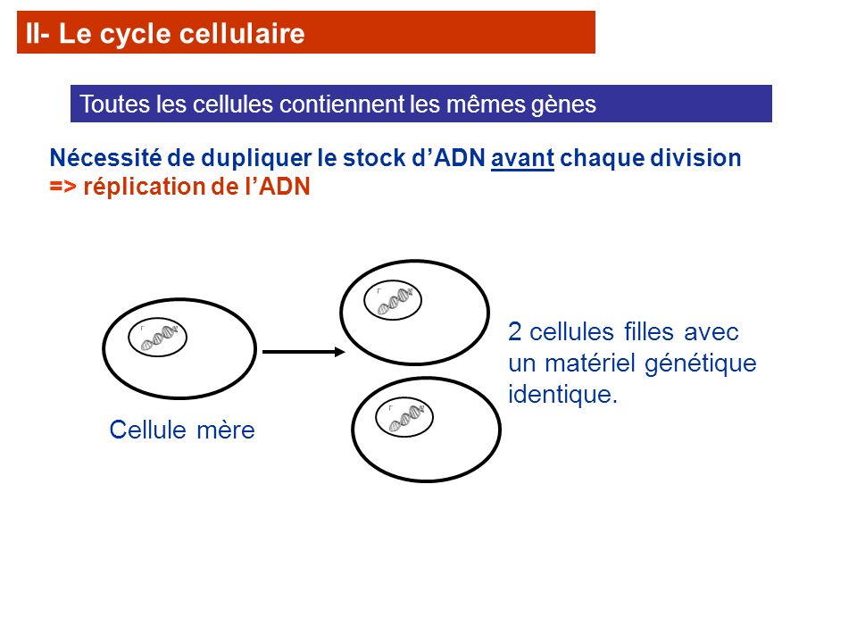 II- Le cycle cellulaire