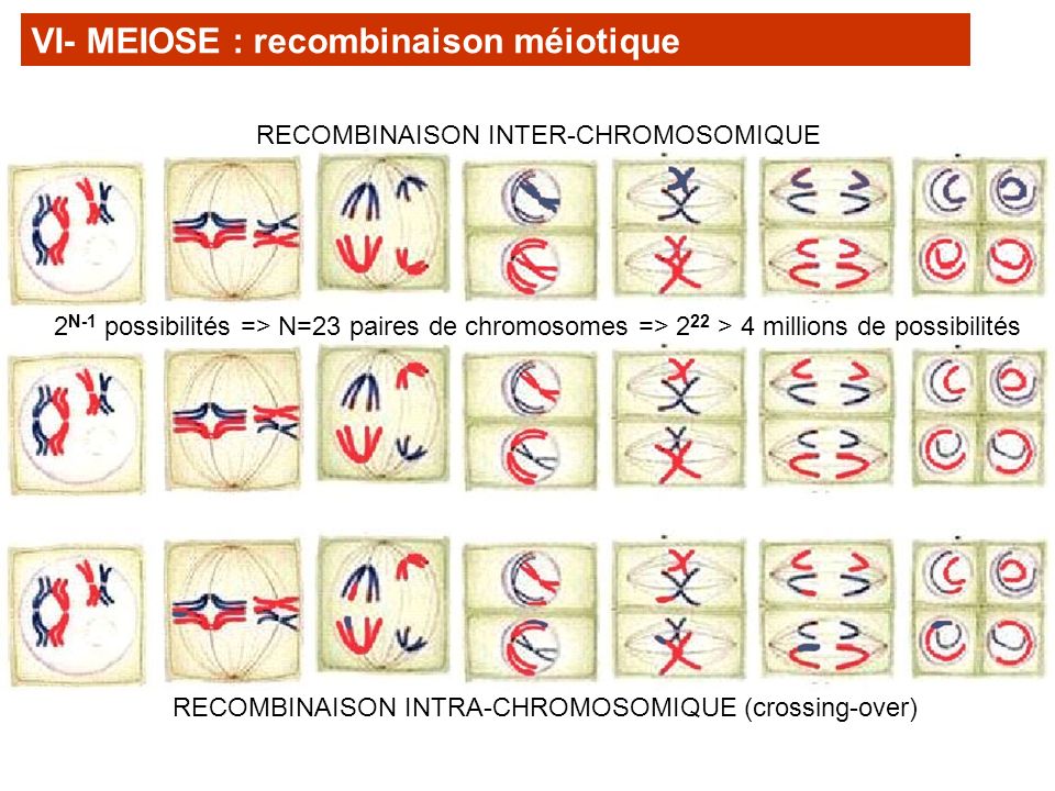 VI- MEIOSE : recombinaison méiotique