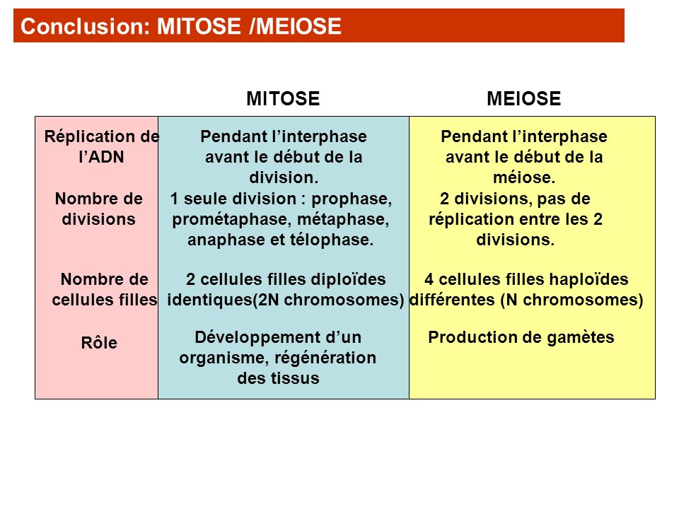 Conclusion: MITOSE /MEIOSE