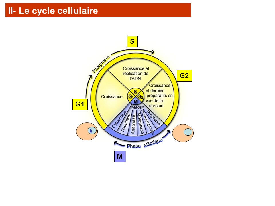 II- Le cycle cellulaire