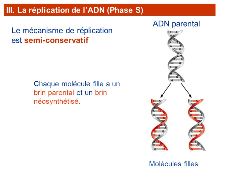III. La réplication de l’ADN (Phase S)