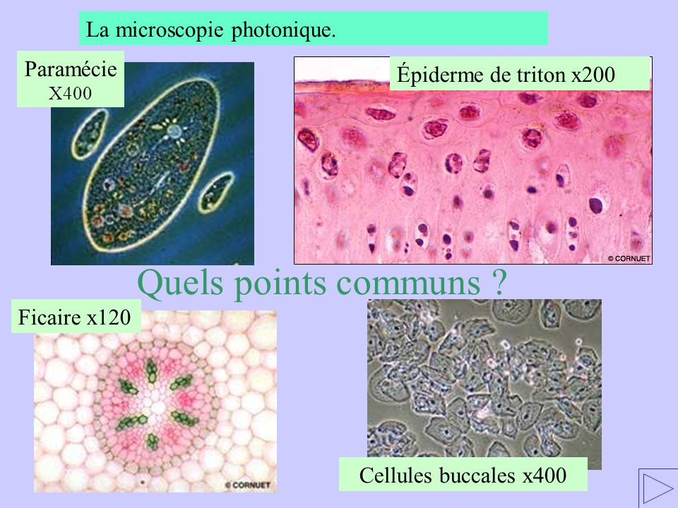 Quels points communs La microscopie photonique. Paramécie X400