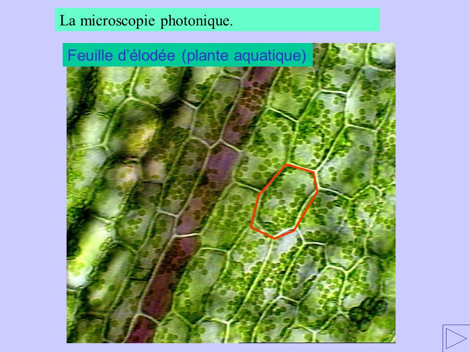 La microscopie photonique.