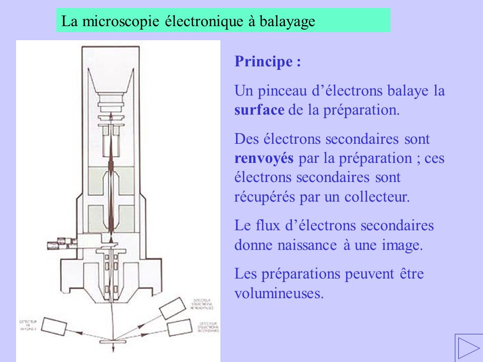 La microscopie électronique à balayage