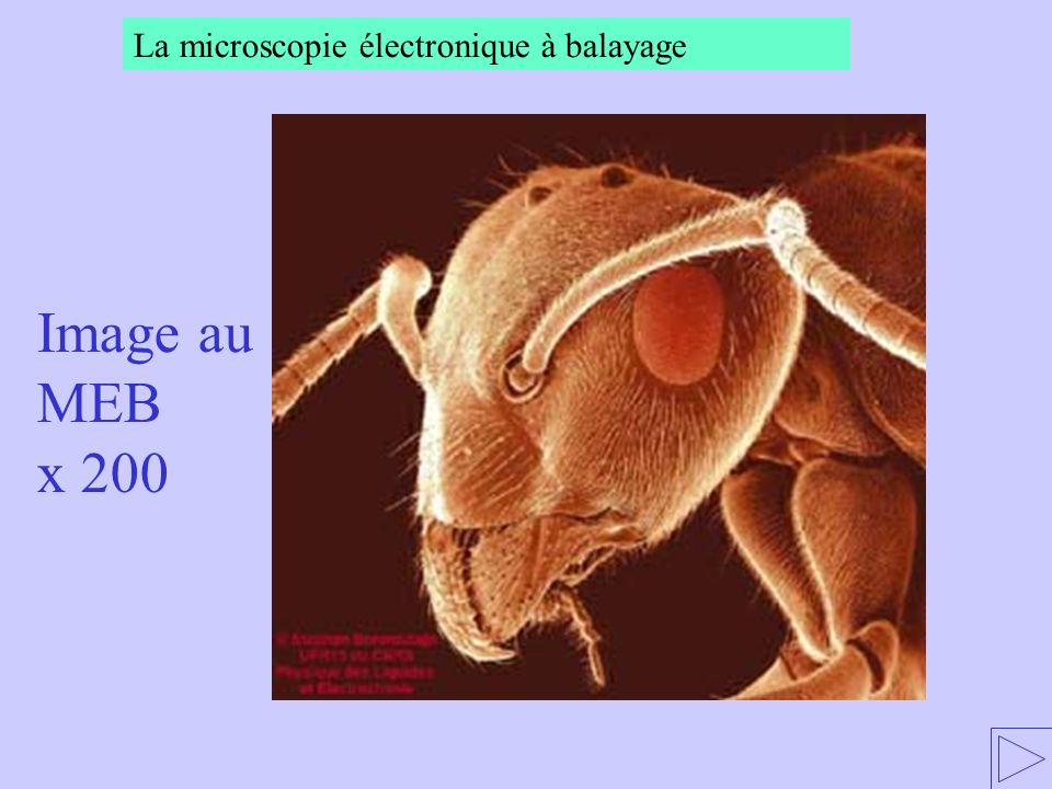 La microscopie électronique à balayage