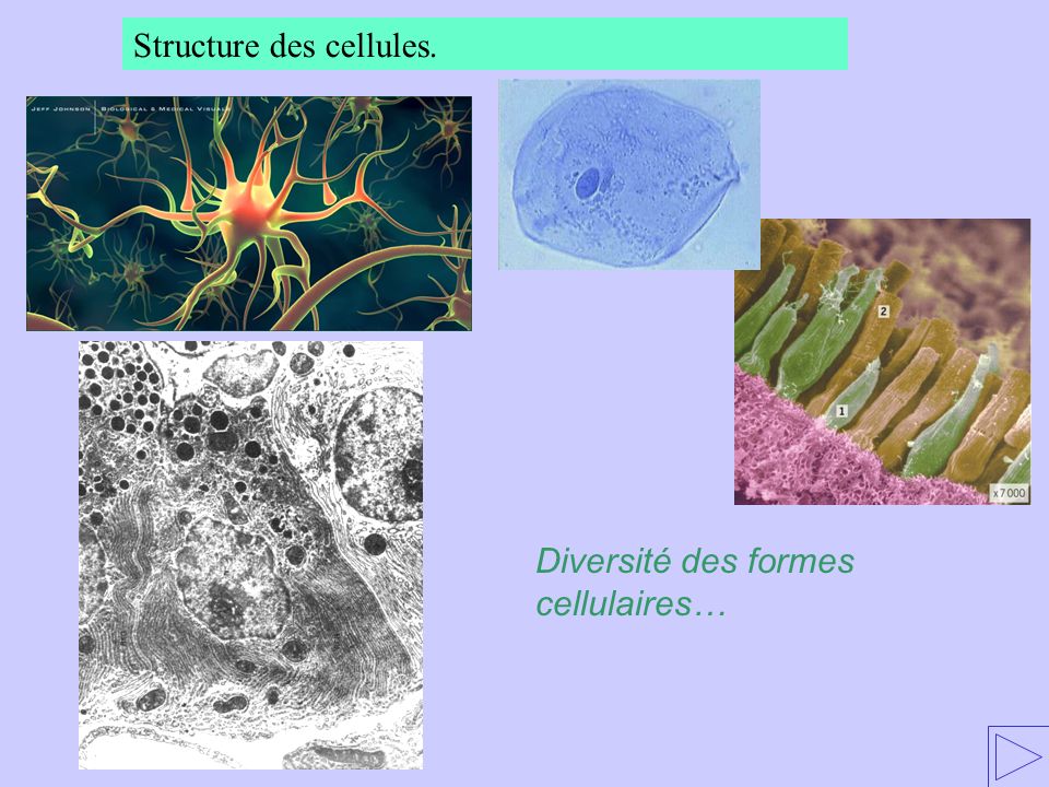 Structure des cellules.