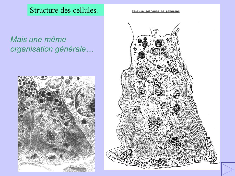 Structure des cellules.