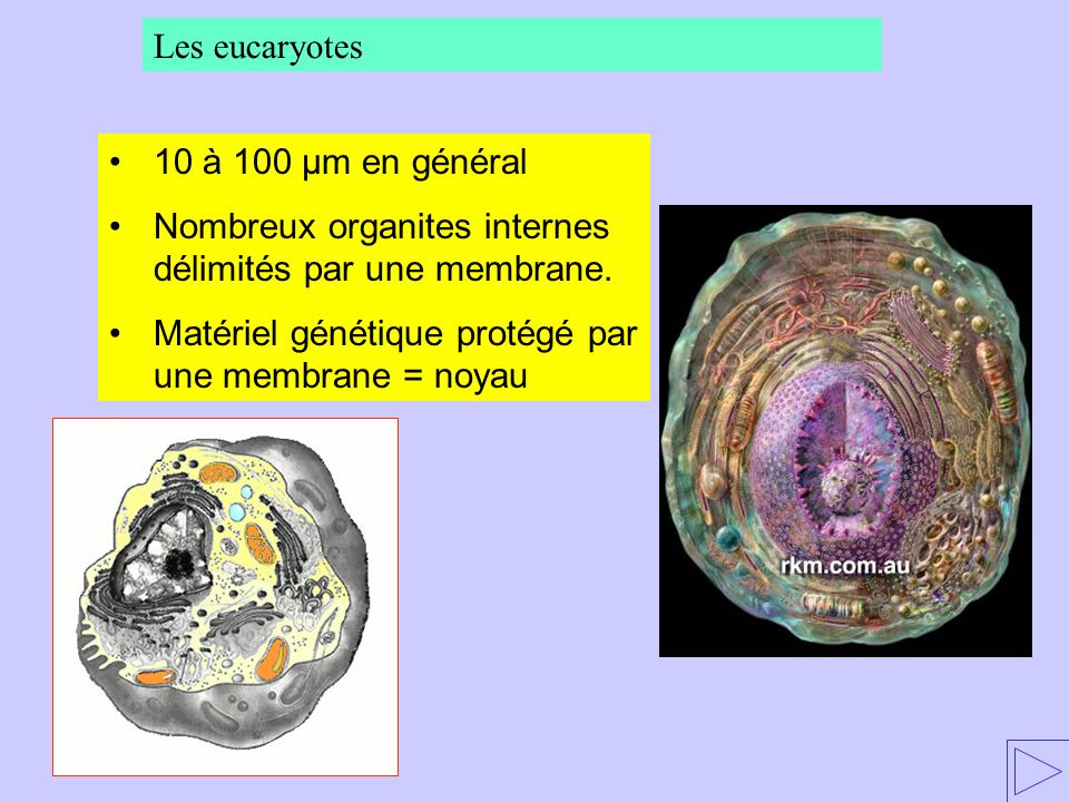 Les eucaryotes 10 à 100 µm en général. Nombreux organites internes délimités par une membrane.