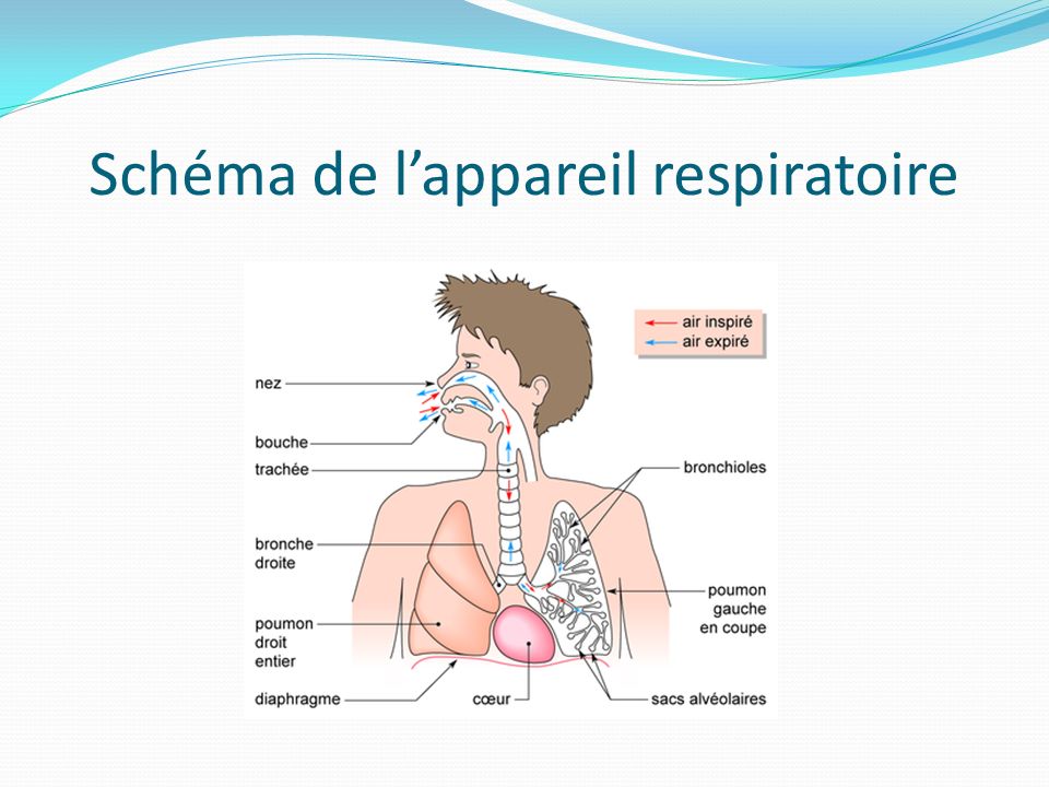 Schéma de l’appareil respiratoire