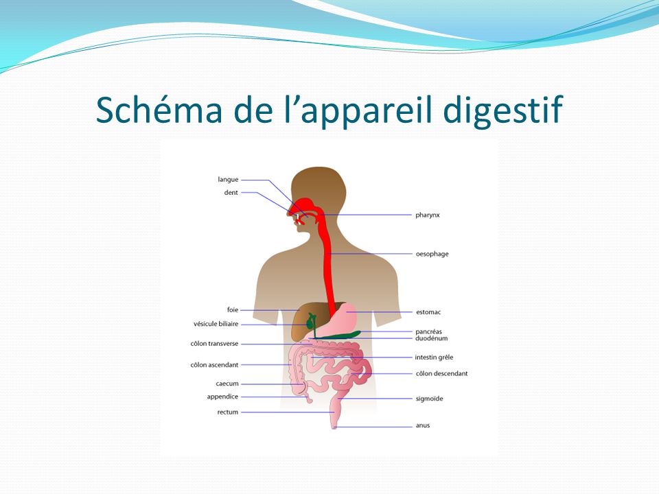 Schéma de l’appareil digestif