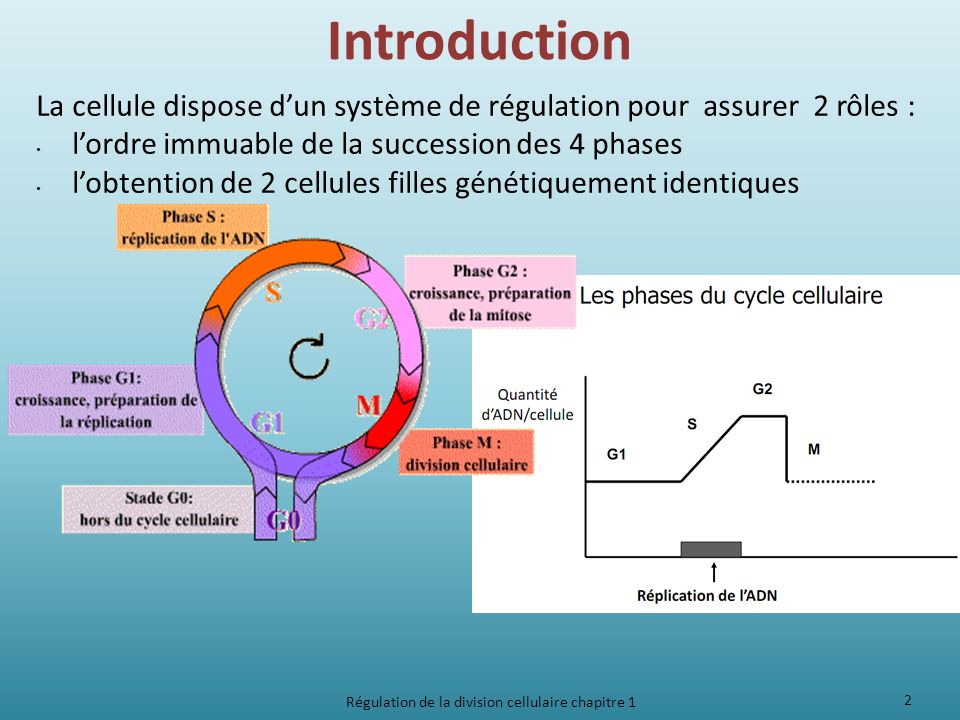 La Régulation Du Cycle Cellulaire Introduction Générale Rn Bio Hot Sex Picture 6143